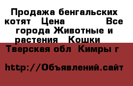 Продажа бенгальских котят › Цена ­ 20 000 - Все города Животные и растения » Кошки   . Тверская обл.,Кимры г.